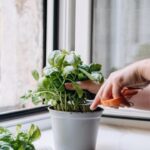 Basilico che muore: dove metterlo e come farlo durare