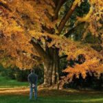 Silent Friend: natura, ascolto e tre epoche in un film