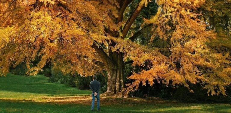 Silent Friend: natura, ascolto e tre epoche in un film