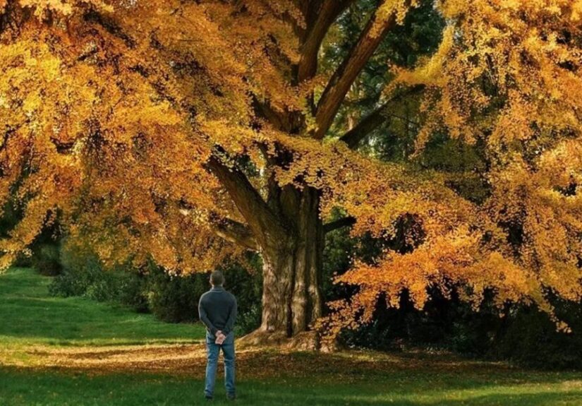 Silent Friend: natura, ascolto e tre epoche in un film